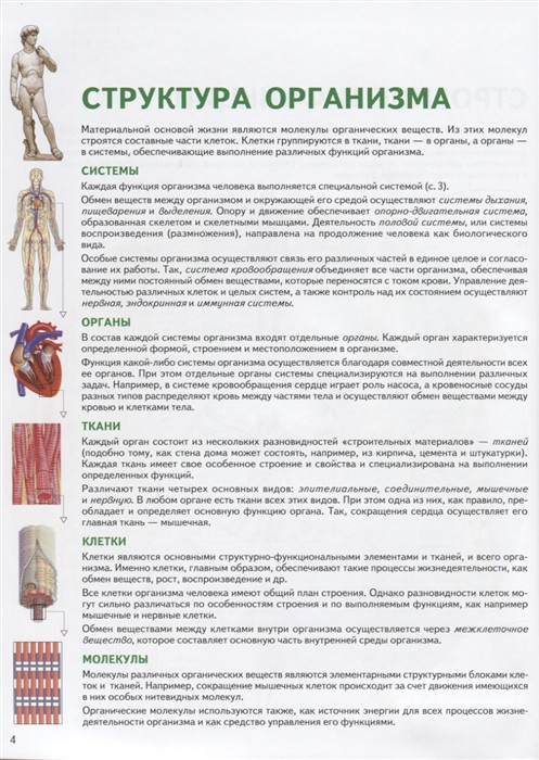 Человек: атлас  