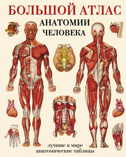 Большой атлас анатомии человека (мягк.)  