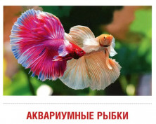 Дем. картинки СУПЕР. Домашние питомцы. 16 демонстр. картинок с текстом на обороте (173х220 мм)