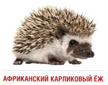 Дем. картинки СУПЕР. Домашние питомцы. 16 демонстр. картинок с текстом на обороте (173х220 мм)